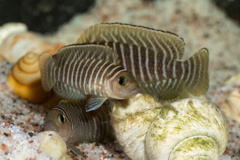 Neolamprologus similis